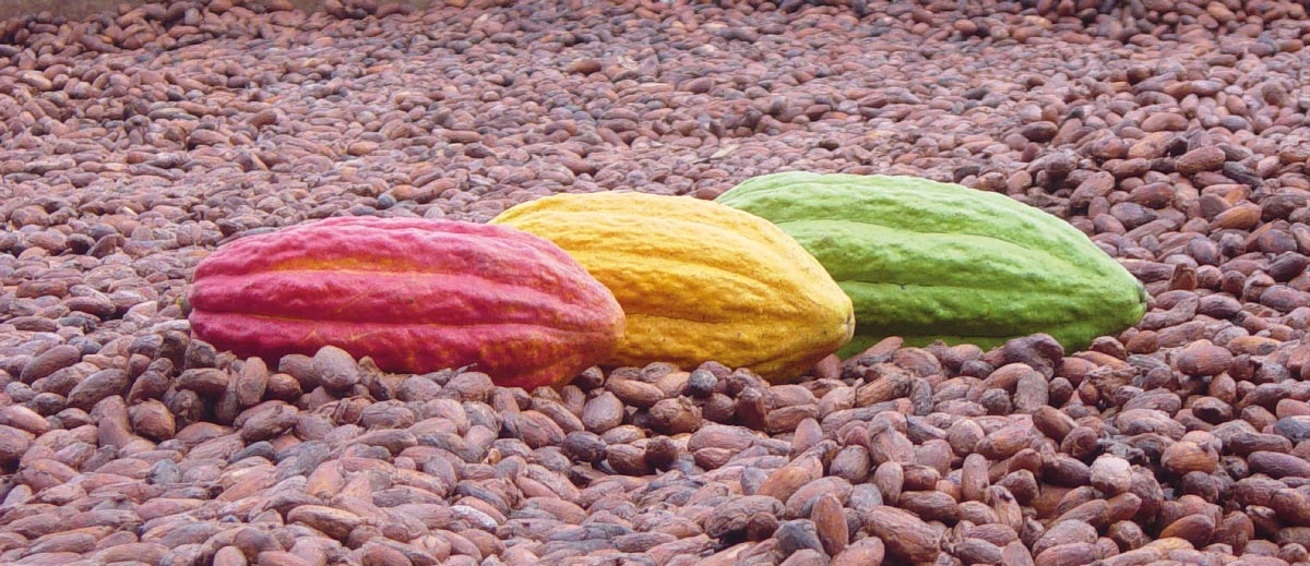 ElPuente_Kakaobohnen_El-Ceibo_Bolivien.jpg