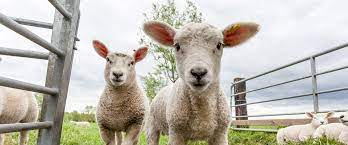 animalEQUALITY bild .jpeg