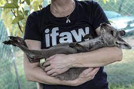 ifwa.jpeg