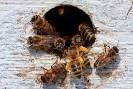 bees 2.jpg