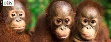 Borneo Orangutan Survival Deutschland (BOS Deutschland) e.V.jpeg