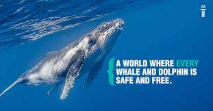 Whale & Dolphin Conservation Bild .jpeg