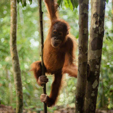 Affe auf Baum